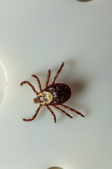 Dermacentor andersoni