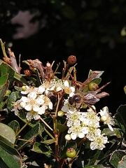 Apis mellifera