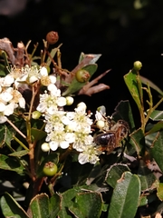 Apis mellifera