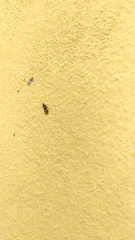 Cixiosoma bonaerense