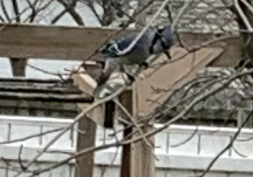 Blue Jay photographed in Iowa