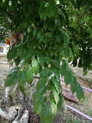 Pterocarpus