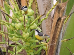 Coereba flaveola caboti
