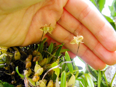 Bulbophyllum napellii