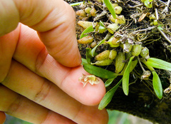 Bulbophyllum napellii