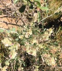 Atraphaxis frutescens