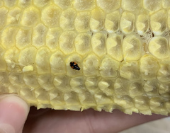 Hyperaspis sphaeridioides