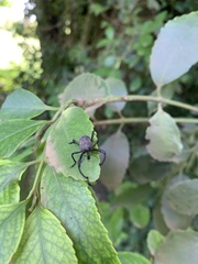 Rhyephenes