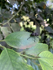 Rhyephenes