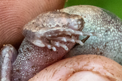 Common Squeaker photo 2