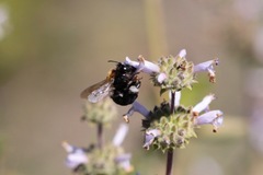 Habropoda tristissima