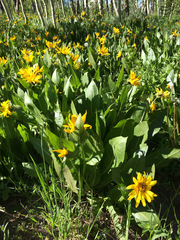Wyethia amplexicaulis
