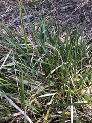 Cyperus ustulatus