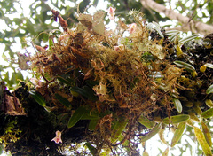 Bulbophyllum napellii