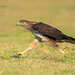 Bonelli's Eagle - Photo (c) Udaya Kumar, some rights reserved (CC BY-NC), uploaded by Udaya Kumar