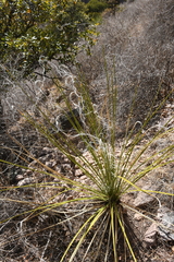 Nolina microcarpa