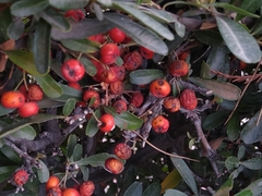 Pyracantha