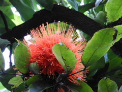 Brownea ariza