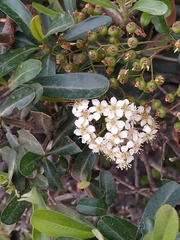 Pyracantha