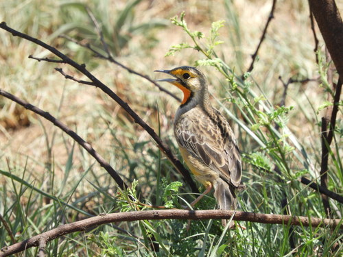 Macronyx capensis