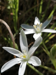 Ornithogalum baeticum