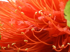 Brownea ariza