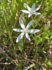 Ornithogalum baeticum