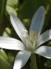 Ornithogalum baeticum