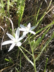 Ornithogalum baeticum