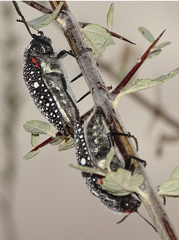 Julodis humeralis