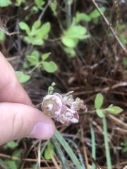 Exobasidium vaccinii