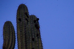Pachycereus weberi