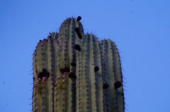 Pachycereus weberi