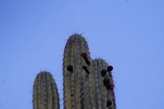 Pachycereus weberi