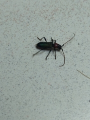 Cartallum ebulinum