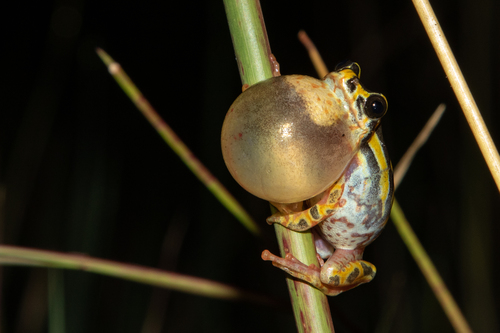 Margined Reed Frog