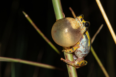 Hyperolius marginatus