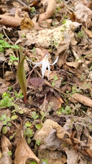 Erythronium albidum