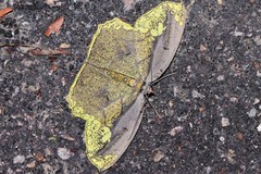 Pareumelea eugeniata