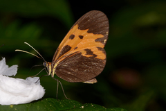 Hypothyris mansuetus