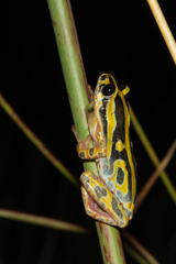 Hyperolius marginatus