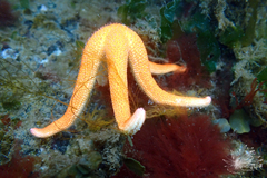 Henricia leviuscula