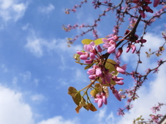 Cercis siliquastrum