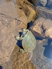 Actinemys marmorata pallida