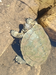 Actinemys marmorata pallida