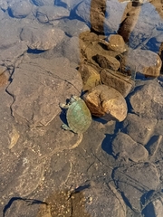 Actinemys marmorata pallida