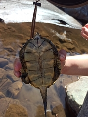 Actinemys marmorata pallida