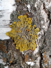 Xanthoria parietina