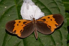 Hypothyris mansuetus