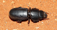 Passalidius fortipes